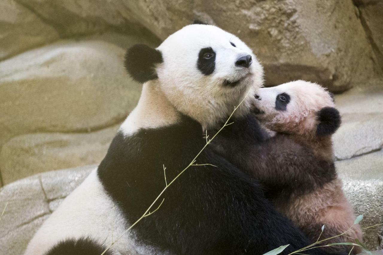 les gîtes de l'argenterie proche du zoo de Beauval Fontguenand Buitenkant foto